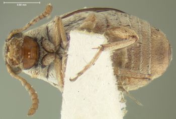 Media type: image;   Entomology 4468 Aspect: habitus ventral view